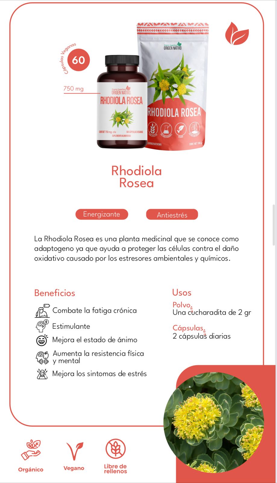 Rhodiola Rosea Orgánica en Cápsulas Origen Nativo